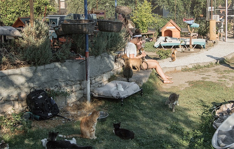 Hugging cats in the garden Samos cat shelter, Samos, Greece