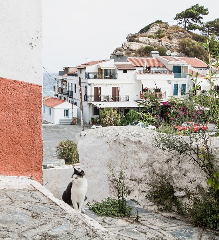 Street cat Kokkari, Samos, Greece